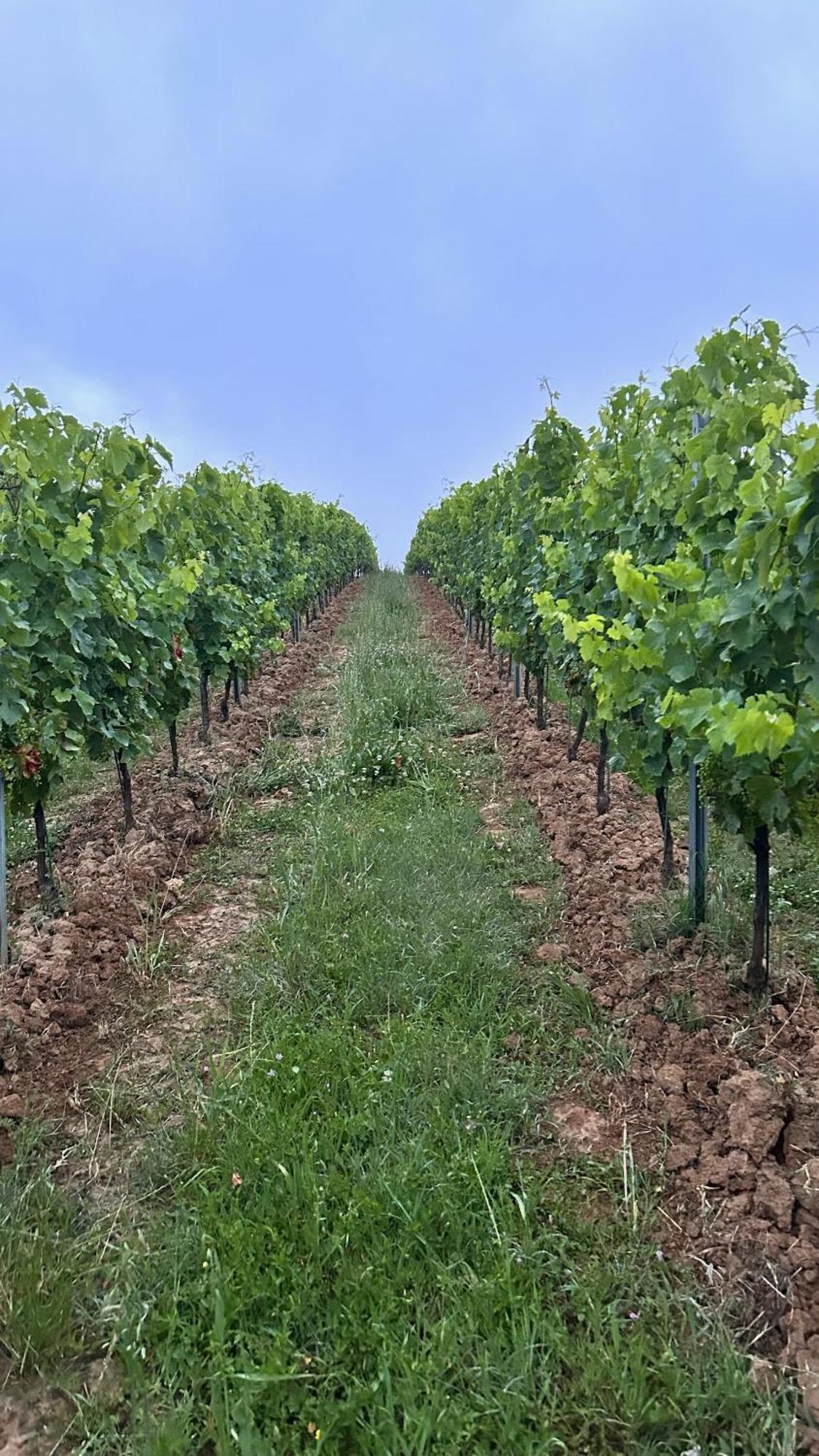 Les Ecrivains At Domaine Le Touran Near Saint Emilion Villa Pellegrue Eksteriør bilde