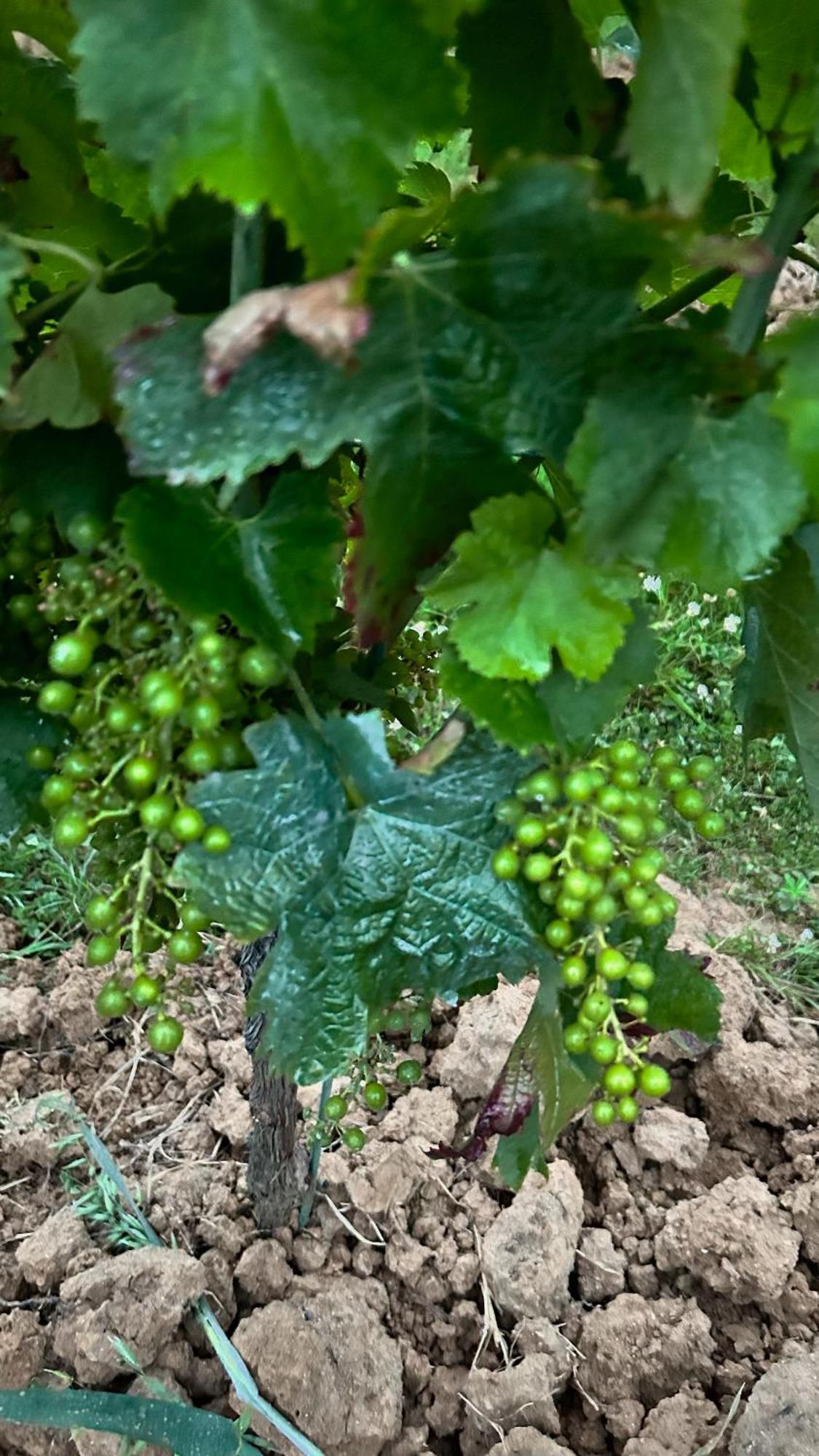 Les Ecrivains At Domaine Le Touran Near Saint Emilion Villa Pellegrue Eksteriør bilde